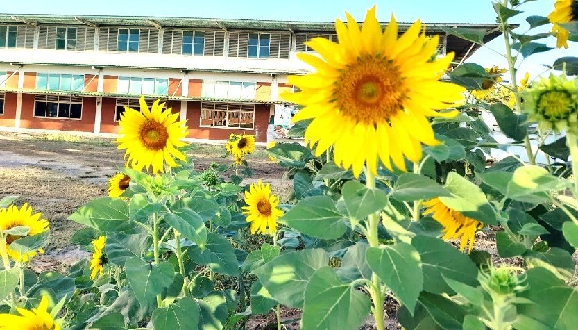 ดอกทานตะวัน